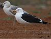 1cy fuscus in August, ringed in Finland. (81365 bytes)